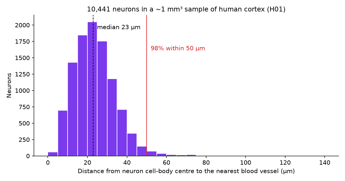 Distances from 10,441 neuron cell bodies to the nearest blood vessel in the H01 human cortex sample: median 23 µm, 98% within 50 µm