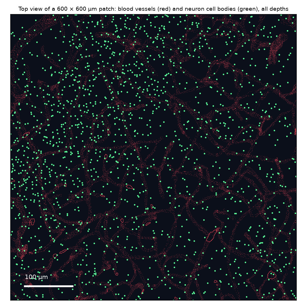 Top view of a 600 by 600 micrometre patch of H01: blood vessels in red, neuron cell bodies in green